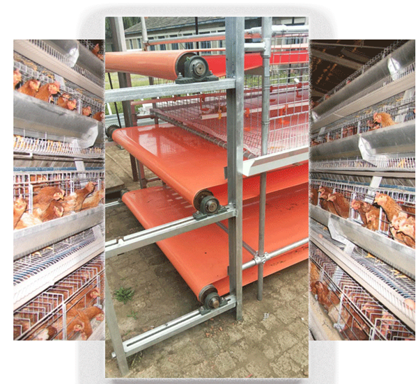 Lona de PVC para cinta transportadora para estiercol de gallos y gallinas