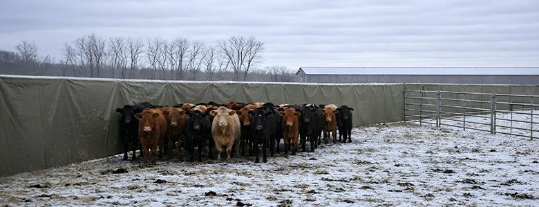 livestock windproof tarp
